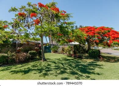 flamboyanté photos|14,064 Flamboyant tree Images, Stock Photos & Vectors .